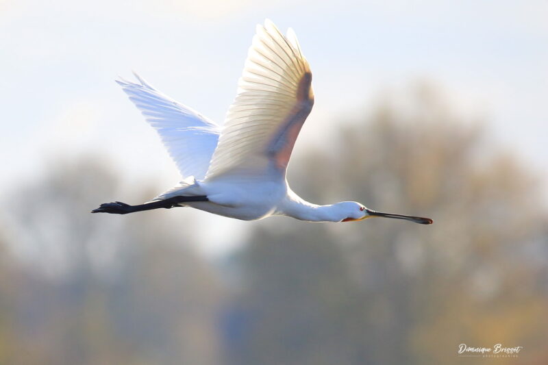 Spatule blanche en Brenne